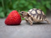 一只超小乌龟张嘴吃草莓的图片手机壁纸
