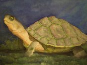 抬起的头，油画里的绿乌龟图片手机壁纸