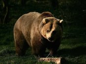 阳光打在树林里的大棕熊身上，动物手机壁纸
