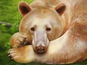 发呆的熊，动物表情手机壁纸图片