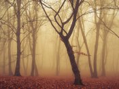 诡异而恐怖，树林里的迷雾640×480手机壁纸图片（2）