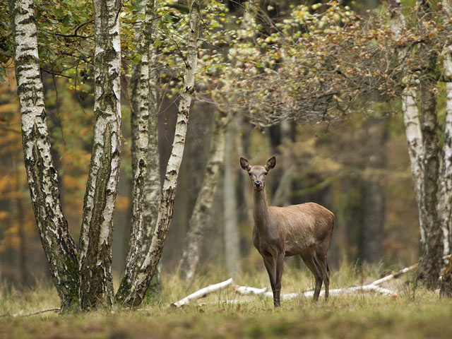 春天的林间，远处的一头小鹿的手机壁纸