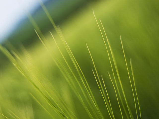 丛深的绿色草丛高清不伤眼640×480手机壁纸图片（2）