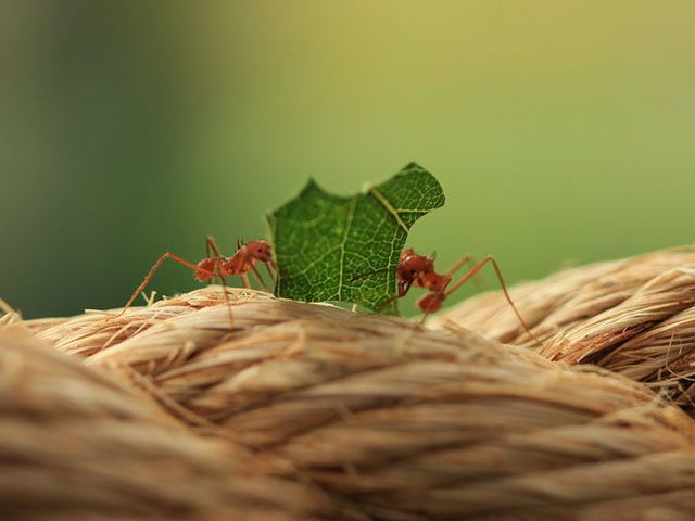 正在欢乐地吃着绿树叶的蚂蚁手机图片壁纸