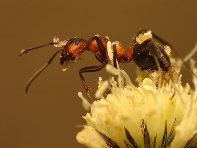 黄色花朵上的蚂蚁高清手机壁纸