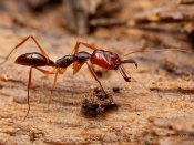 动物世界的小个子，蚂蚁手机壁纸图片大全