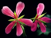 一朵不起眼的小花,天竺葵640×480手机壁纸图片（7）
