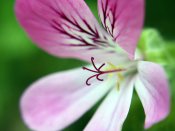 一朵不起眼的小花,天竺葵640×480手机壁纸图片（9）