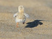 沙地上，小鸡展开小翅膀跑动的手机图片壁纸