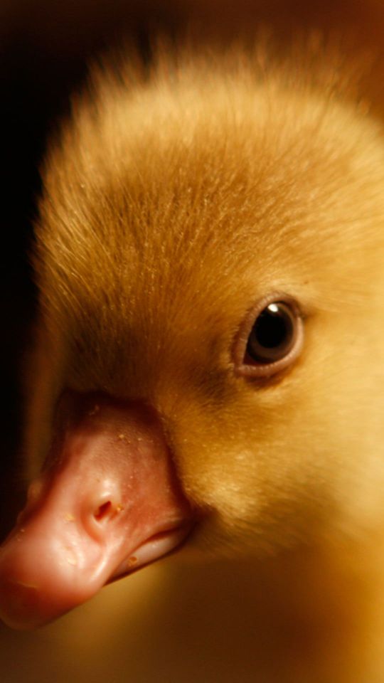 毛毛的可爱小黄鸭宝宝高清1080手机壁纸图片