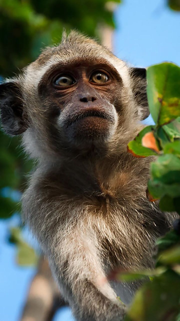 树枝上的大萌眼小猴子高清手机壁纸图片