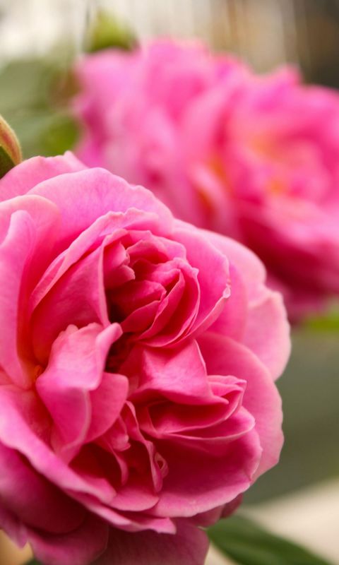 盛开的粉红色蔷薇花高清自然手机壁纸背景
