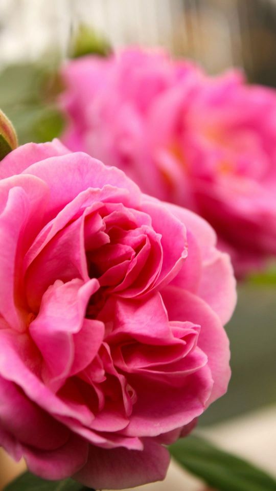 盛开的粉红色蔷薇花高清自然手机壁纸背景