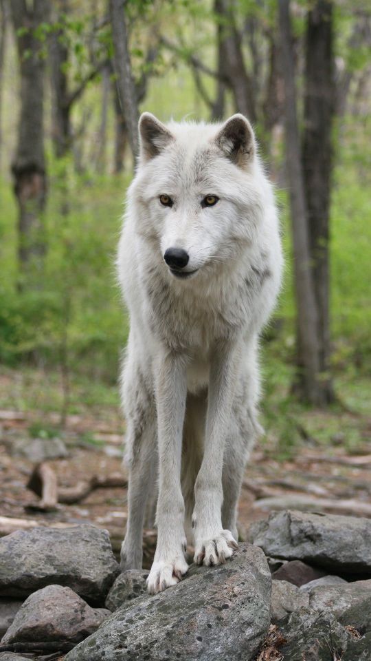 葱郁的森林里，走在石头上的白狼动物图片手机壁纸