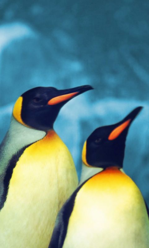 两只站在一起，抬着头的企鹅手机图片背景