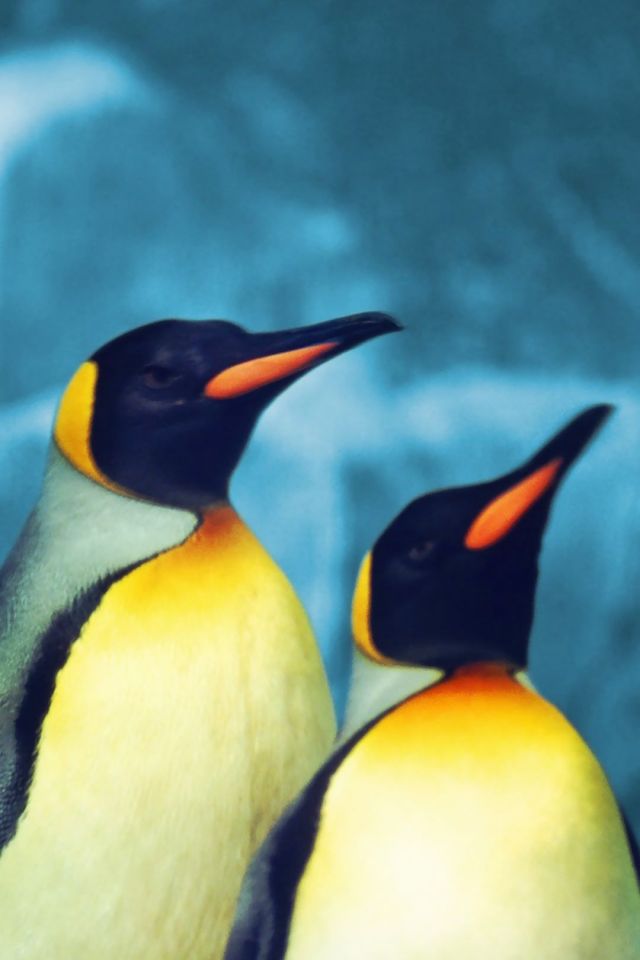两只站在一起，抬着头的企鹅手机图片背景