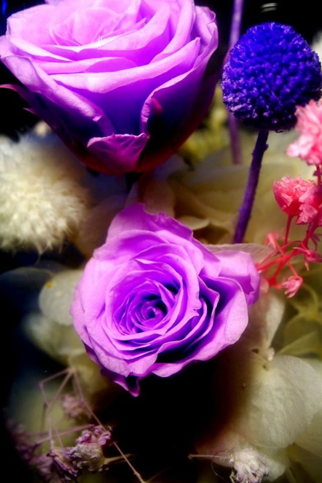两朵紫色的玫瑰花手机图片背景下载