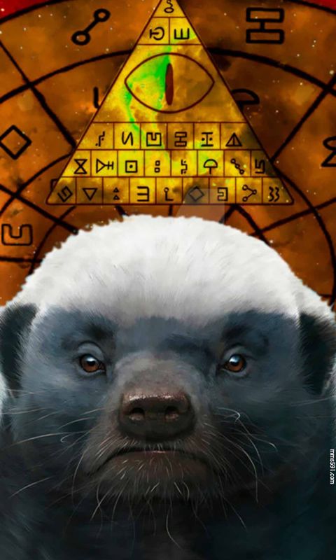 个小凶猛不服就干的草原平头哥蜜獾honeybadger手机壁纸图片集1080x19