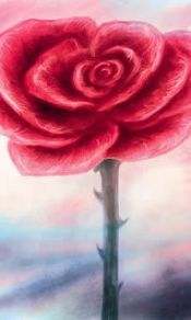 火红的玫瑰240×320手机壁纸图片