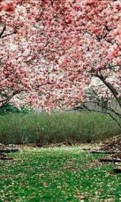 樱花树下的路240×320手机图片下载