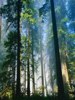 生机盎然的树林240×320手机图片下载