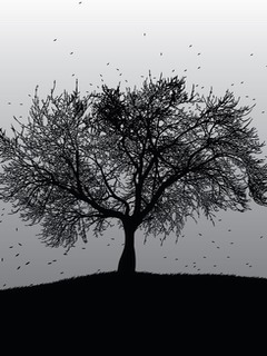 老气横秋老枯树240×320手机壁纸图片