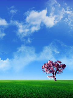 绿草地 白云天 红花树240×320手机图片壁纸