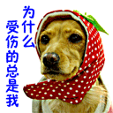 你又受伤了...