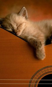 熟睡的猫咪的吉它480×800手机壁纸