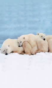 睡在一起相互取暖的北极熊480×800手机壁纸