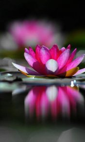 静水莲花480×800手机壁纸