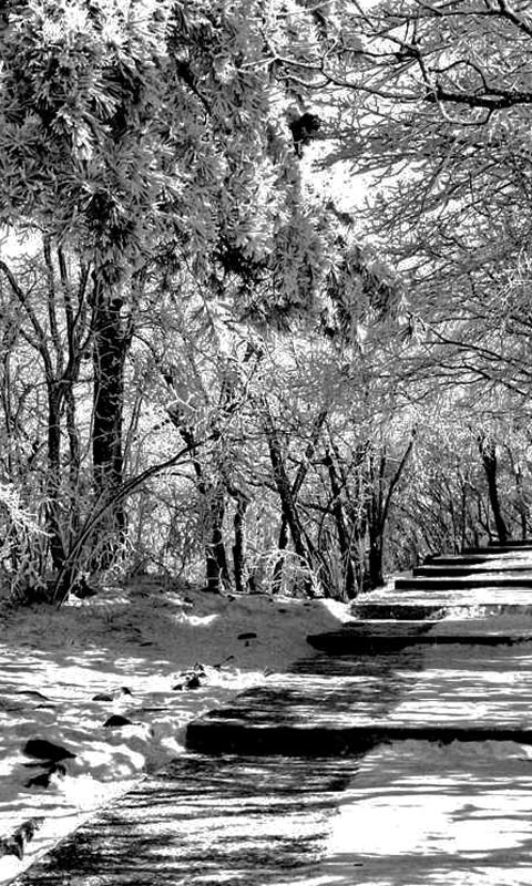 黄山下雪时的石板小道480×800手机壁纸