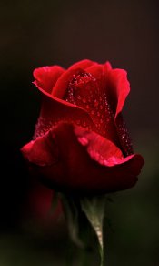 带着露水珠的红颜色玫瑰480×800手机壁纸下载