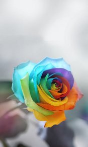彩色的玫瑰花480×800手机图片