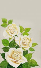画中的白色品种的玫瑰480×800手机壁纸