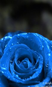 蓝色玫瑰花上的晶莹水珠480×800手机壁纸免费下载