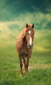 绿色草原上的小马匹480×800手机壁纸大全