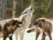 森林里的狼群640×480手机壁纸免费下载