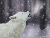 雪地里的白色狼哈着热气640×480手机壁纸大全