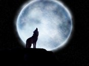 满月时野狼在嗷叫640×480手机图片