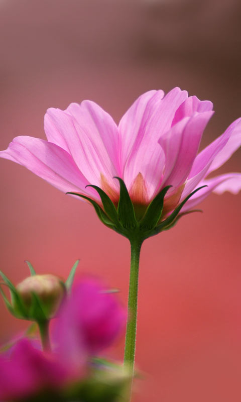 大波斯菊安卓480×800手机壁纸