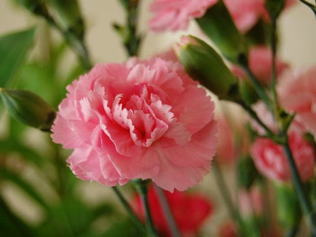 康乃馨，母亲花卉640×480手机壁纸图片大全