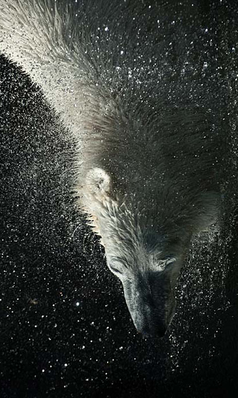 水珠四溅，北极熊甩掉身上的水480×800高清手机壁纸下载