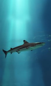 鲨鱼高清手机壁纸免费下载