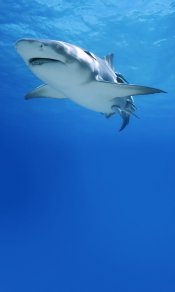 游弋的鲨鱼寻找着猎物480×800手机壁纸大全