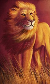 飞扬的鬃毛，狮子潇洒身影480×800手机壁纸大全