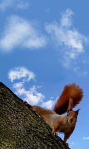 蓝天下，大树上倒挂着的松鼠480×800手机壁纸免费下载