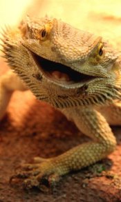 动物表情，疑似蜥蜴的笑脸480×800手机壁纸