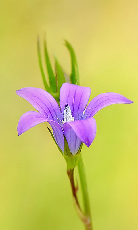 盛开的美丽花朵，高清风铃草手机壁纸大全