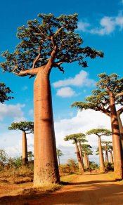 马达加斯加独特大树原始风景480×800手机壁纸图片